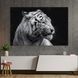 Картина тварини Бенгальський тигр 51x34 см (1700-1) 1700-1_M фото 1